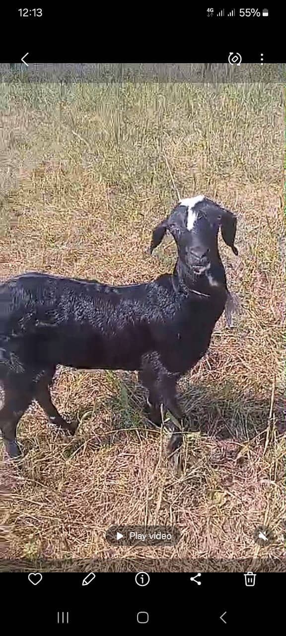 Goat / Bakra / Healthy Goats / Teda / Bkary / White Goats for sale 2