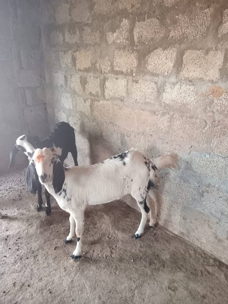 Goat / Bakra / Healthy Goats / Teda / Bkary / White Goats for sale 3