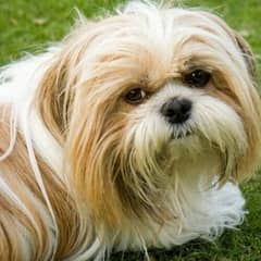 Shihtzu