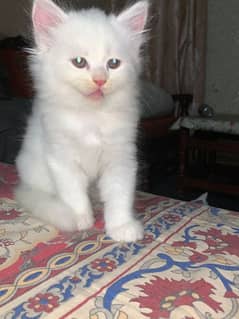 cats for sell  Persian cats 0