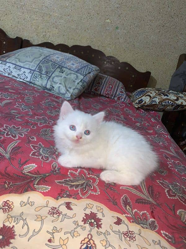 cats for sell  Persian cats 1