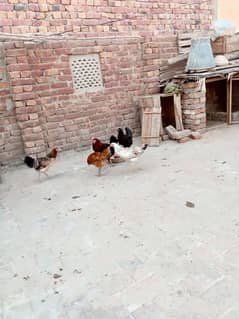 Hens for sell