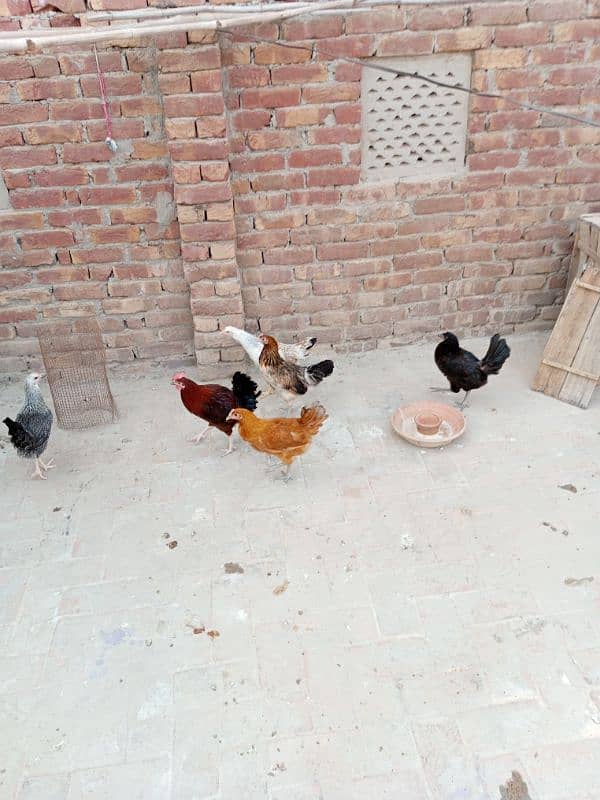 Hens for sell 1