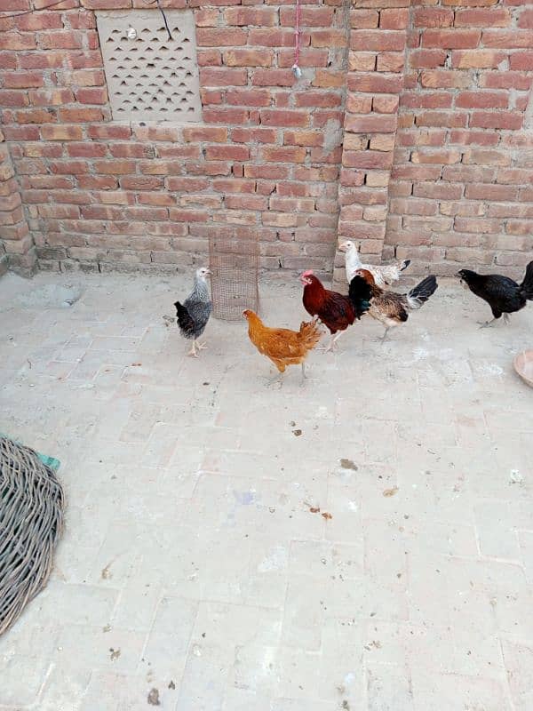 Hens for sell 2