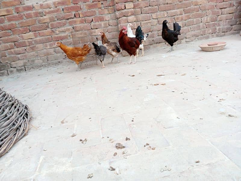 Hens for sell 3