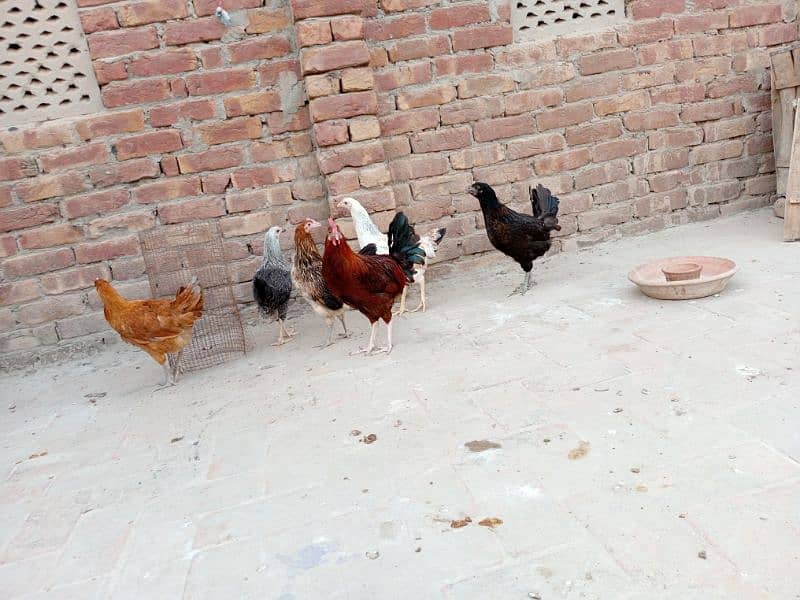 Hens for sell 4