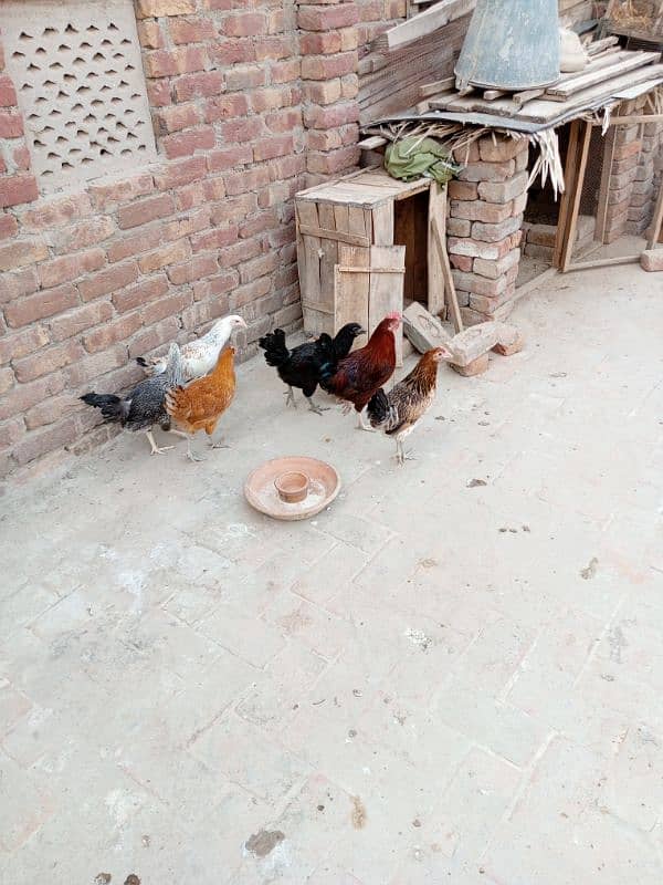 Hens for sell 5