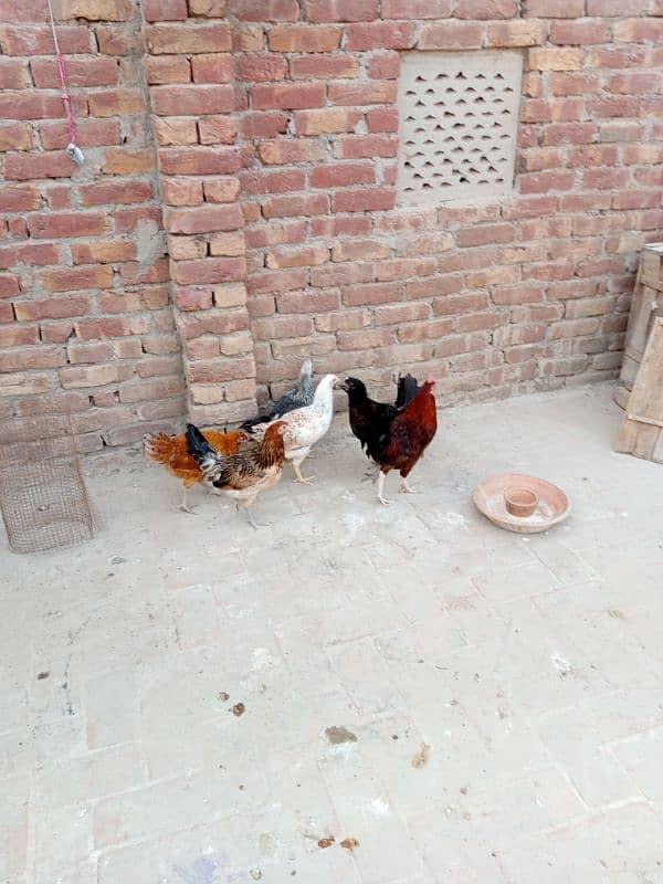 Hens for sell 6