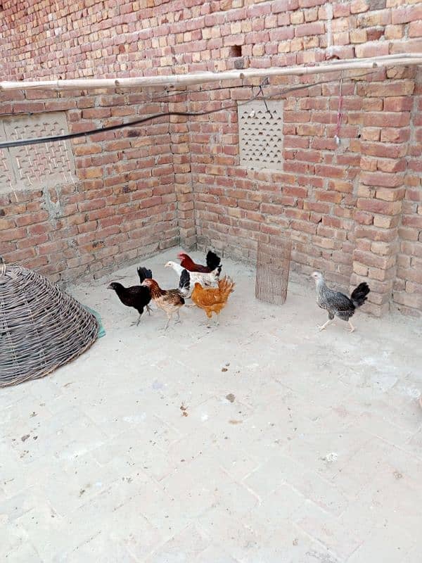 Hens for sell 7