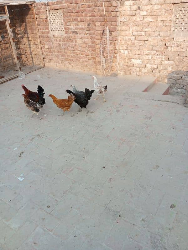 Hens for sell 8