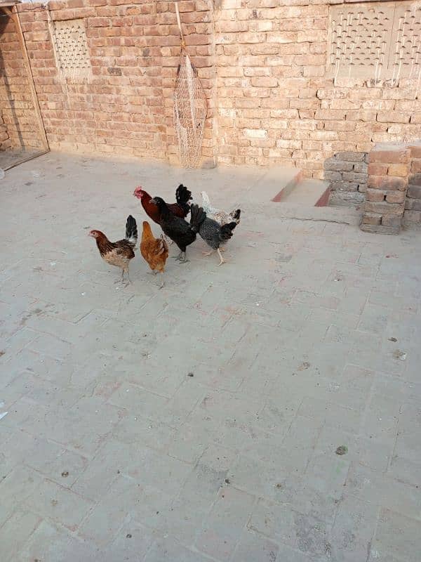 Hens for sell 9