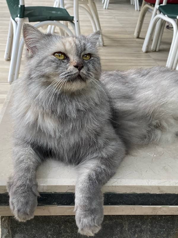 Grey colour Persian cat for sal 1