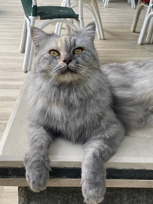 Grey colour Persian cat for sal 2