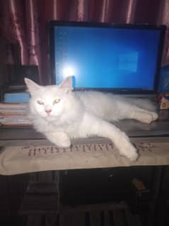 cat full white