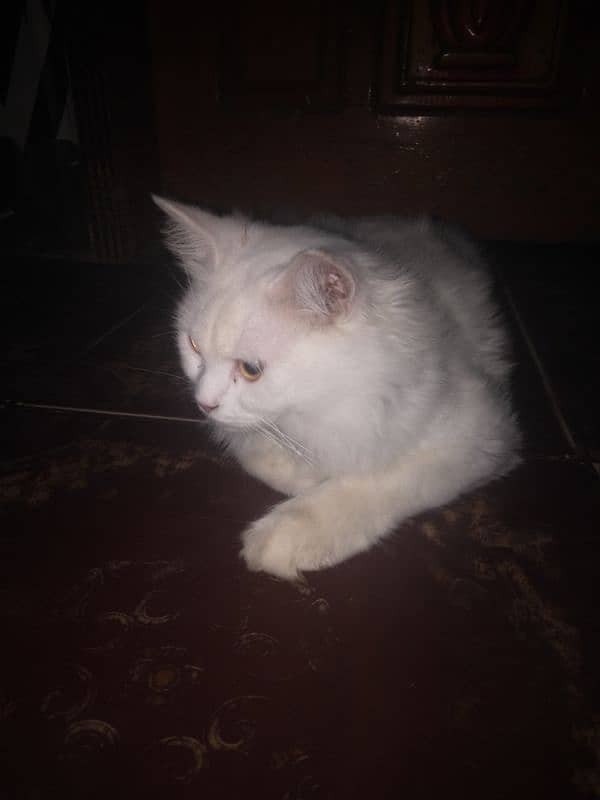 cat full white 1