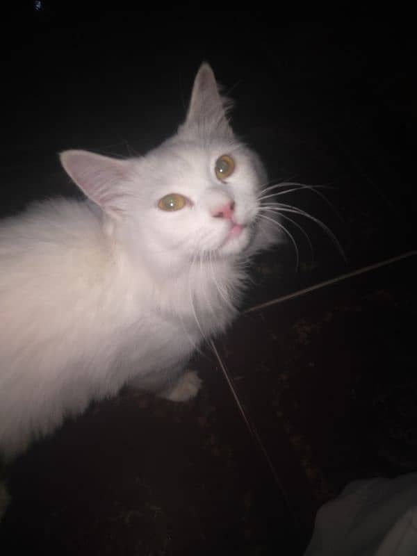 cat full white 2