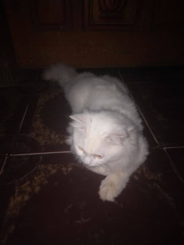 cat full white 3