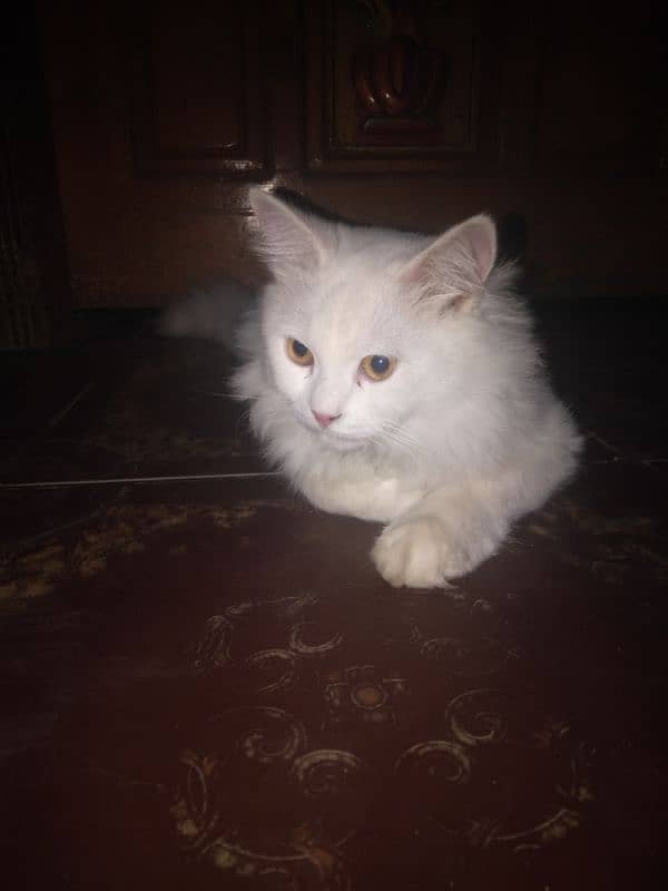 cat full white 4