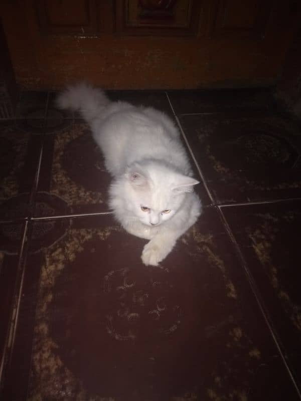 cat full white 6