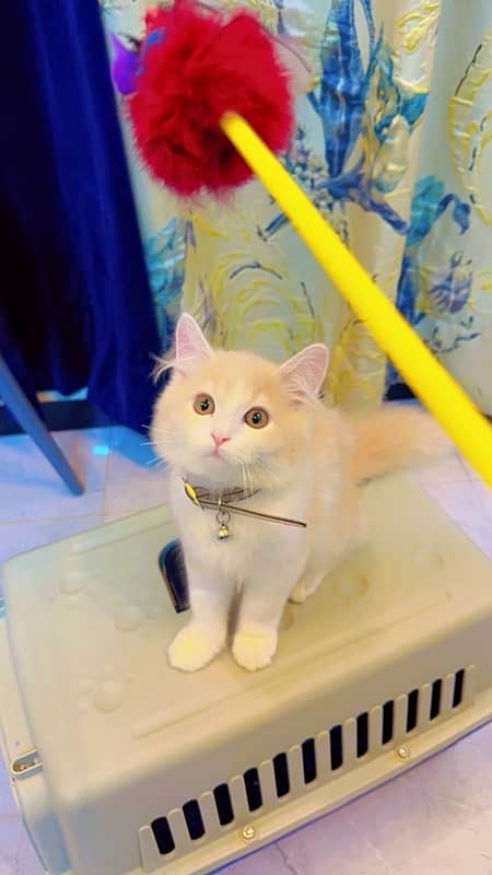 Double Coated|Persian Cat For sale| 1