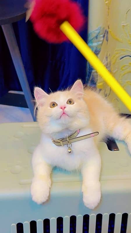 Double Coated|Persian Cat For sale| 2