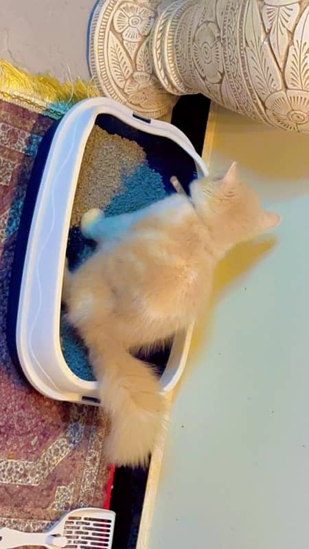 Double Coated|Persian Cat For sale| 3