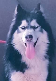 Siberian husky Male Top quality