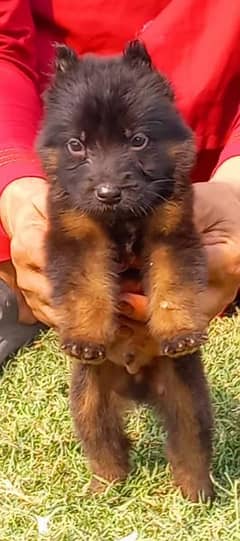 German Shepherd long coat puppy heavy bourn structure for sale