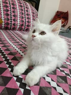 Persian kittens