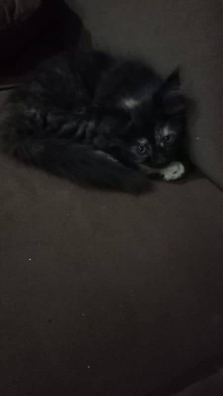 Persian male and female cat ready for adoption 3