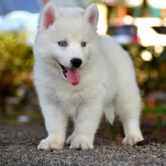 husky puppies 03429703700