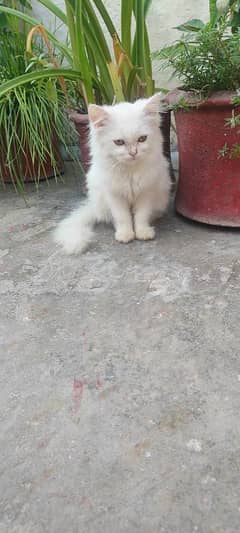 persian cat female long cot age 3 month