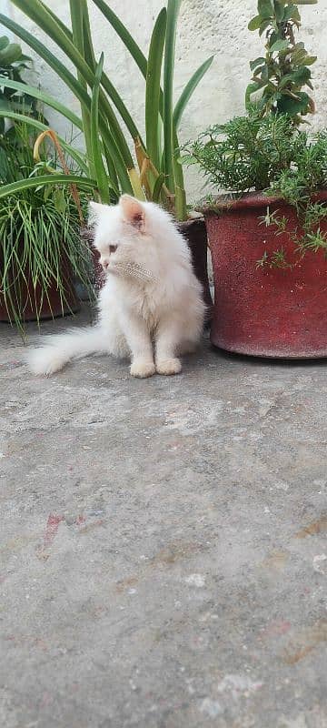 persian cat female long cot age 3 month 1