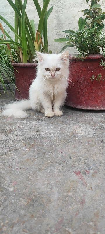 persian cat female long cot age 3 month 2