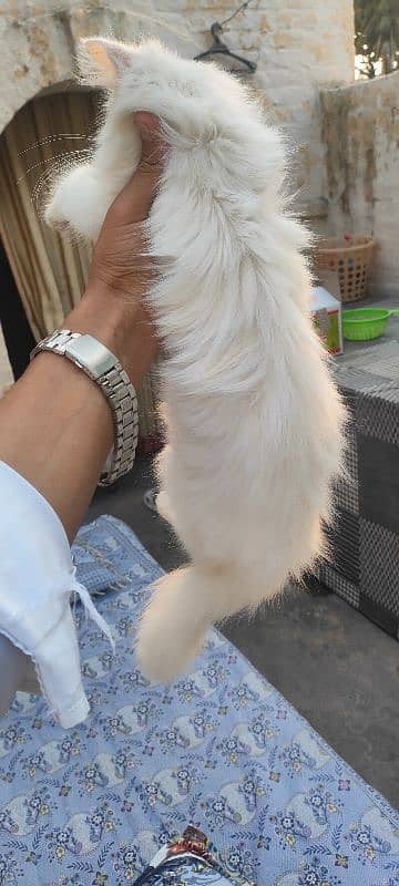 persian cat female long cot age 3 month 3