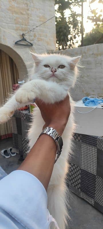 persian cat female long cot age 3 month 4