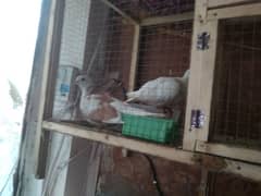 dove pair breder