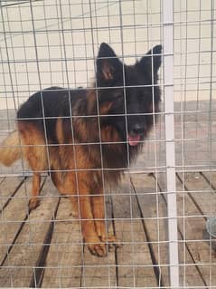 Long Hair Black Mask German Shepherd Male