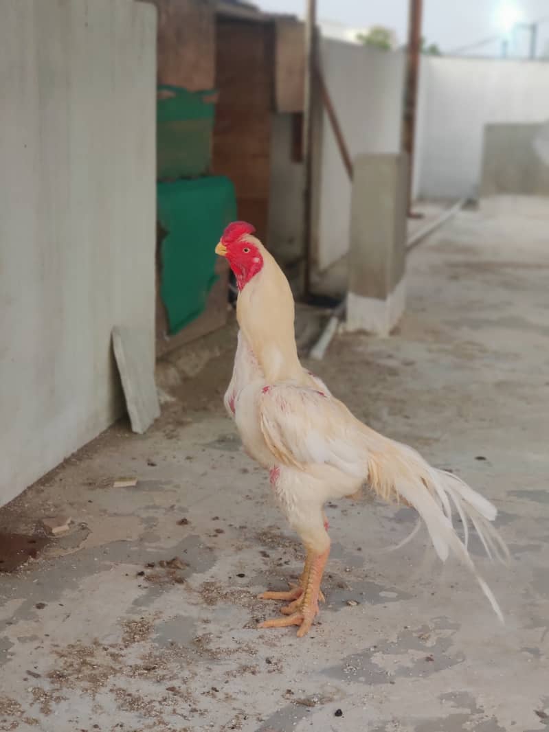 Indian parrot beak male jambo size 1