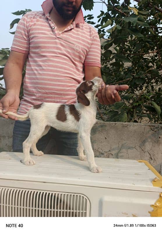 german wirehaired pointer 0