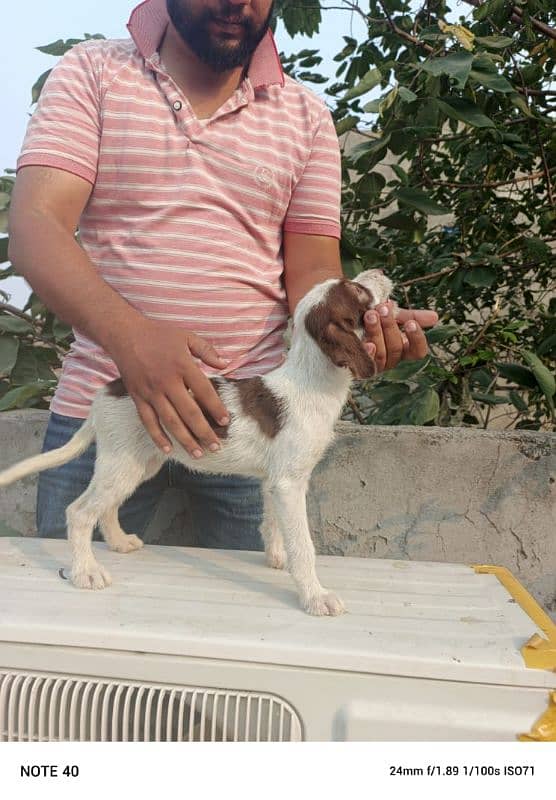 german wirehaired pointer 1