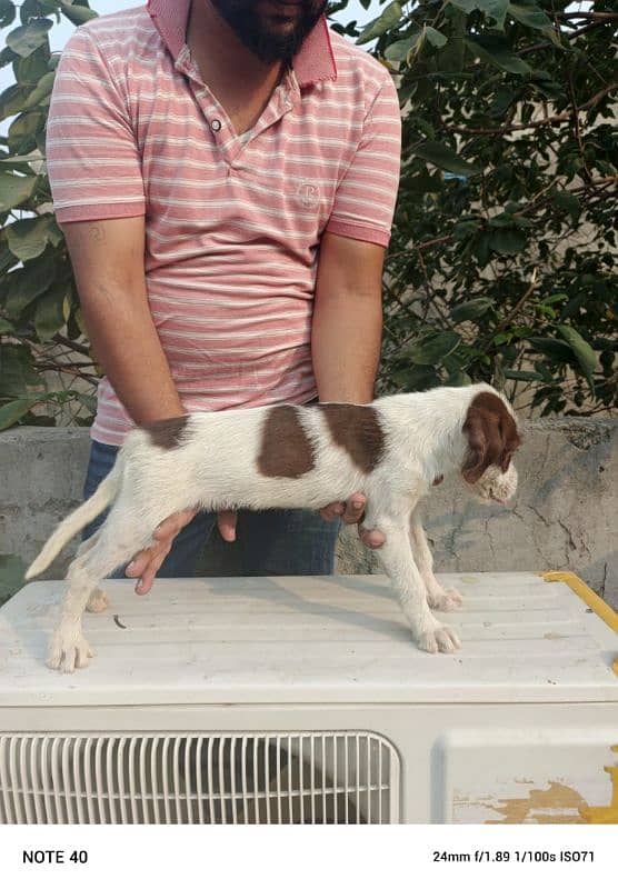 german wirehaired pointer 2