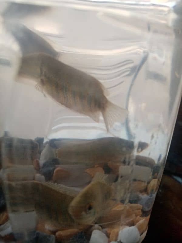 Simple fish for sale 2