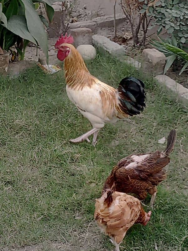 ACTIVE HENS LOWEST PRICE. . . . . . . . . 5