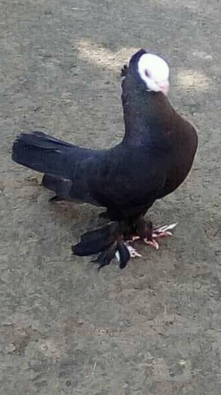 BLACK MUKHI PAIRS 1