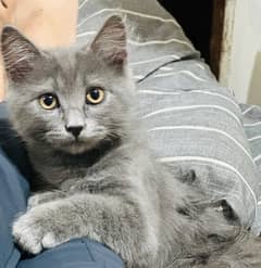 persian kitten / male kitten