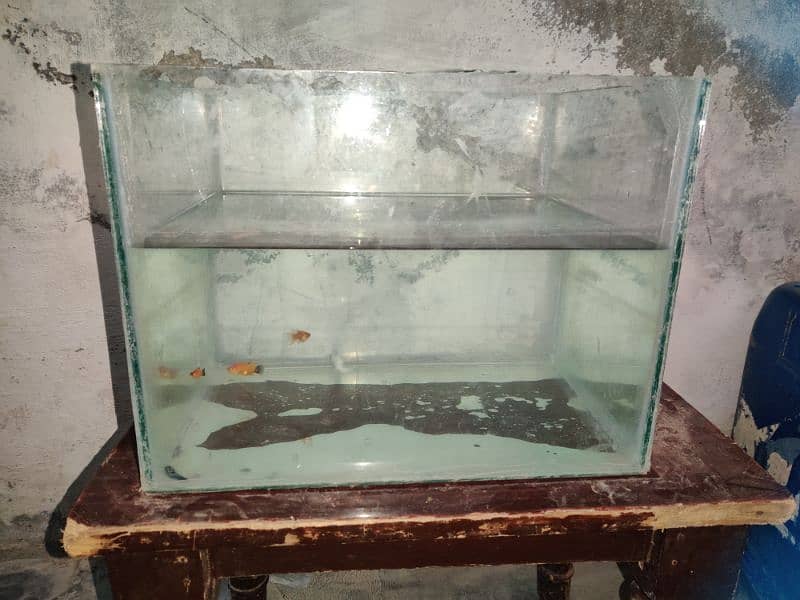 2 aquarium  3 pair molly and 1 pair red palti 1