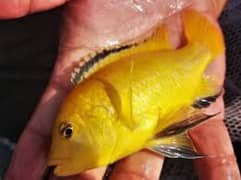 Cichlid fish and aquarium accessories