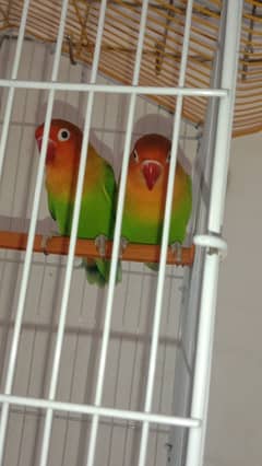 Love Birds and with Master Cage (Big Offer)