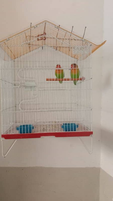 Love Birds and with Master Cage (Big Offer) 1